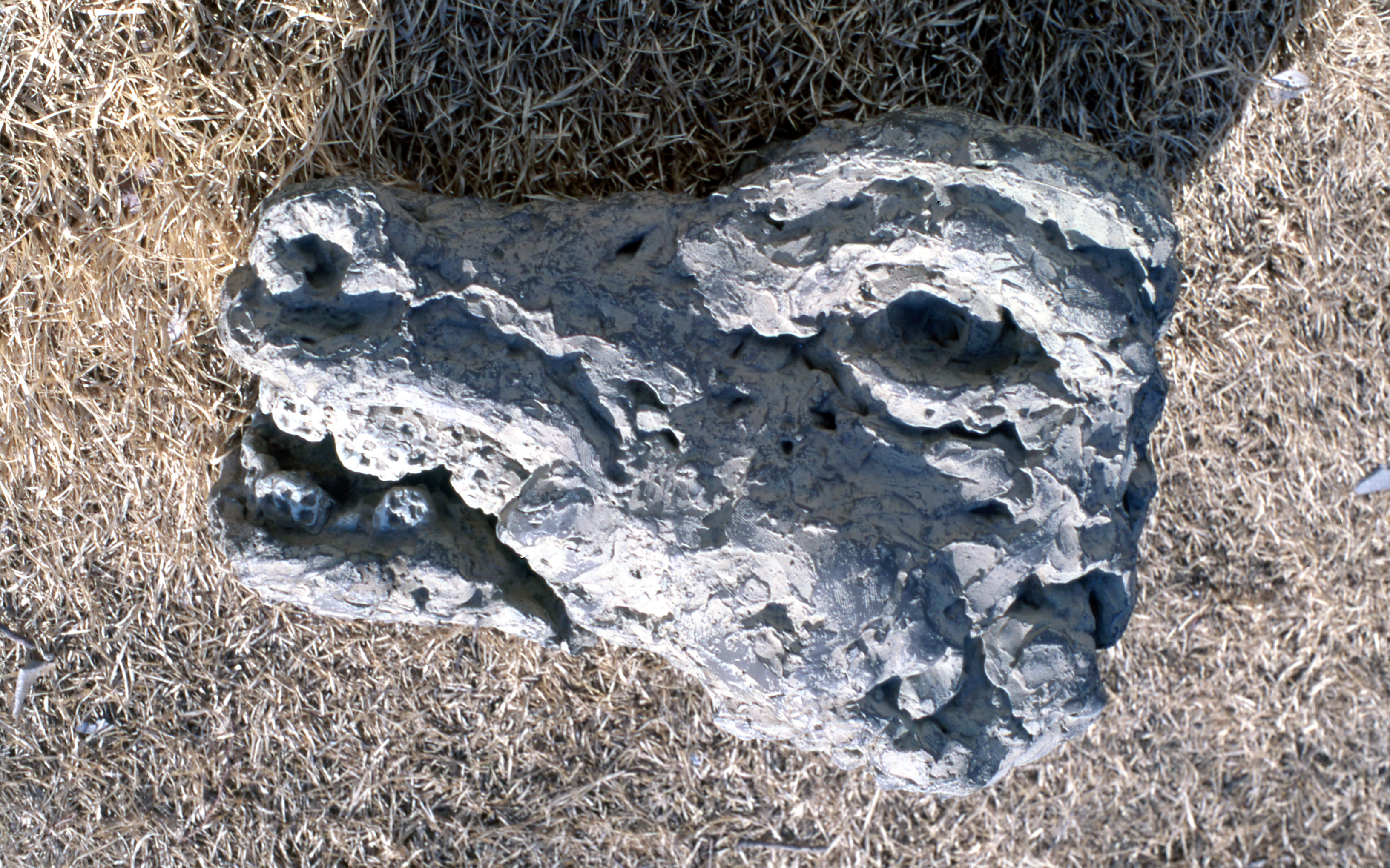 <공룡의 머리> 슬라이드