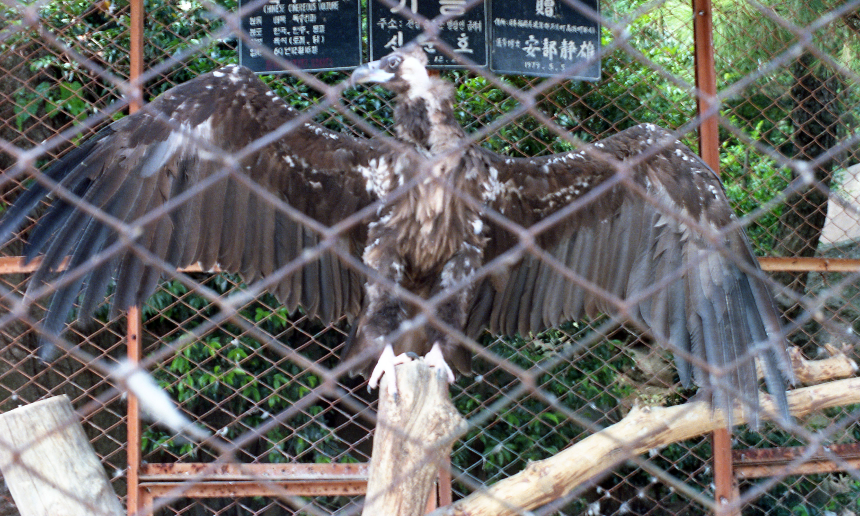 <독수리> 필름