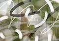 Green Overlay